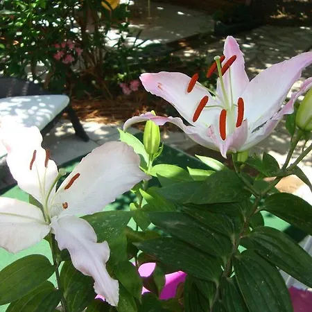 Le Soleil Bleu Nocleg ze śniadaniem Fréjus